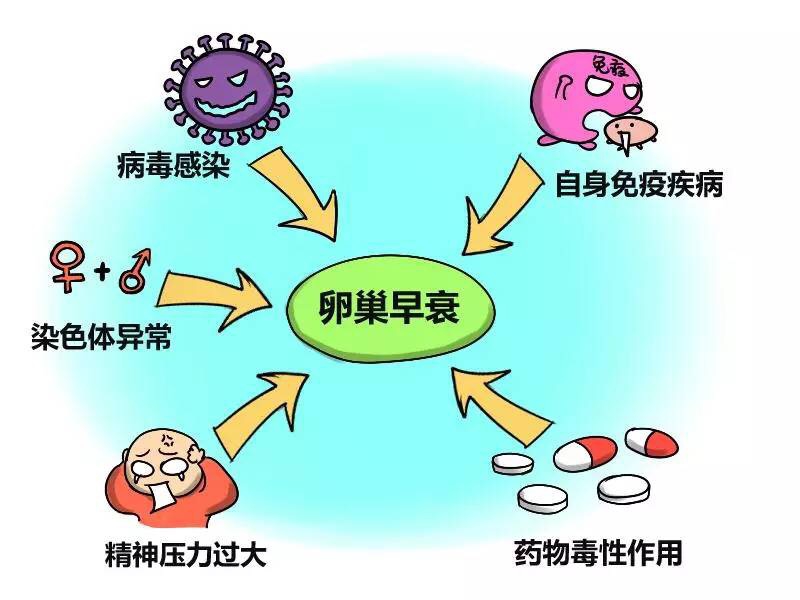 卵巢的衰老帶動女人的衰老！