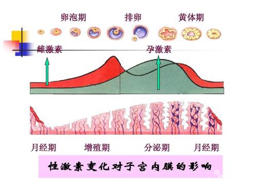 黃體生成激素底，對備孕有影響嗎？