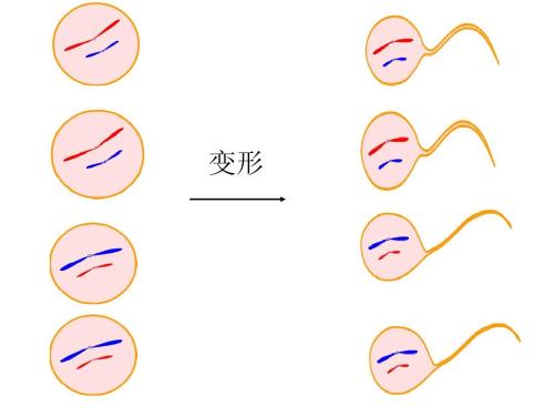 精子的質量跟試管成功率沒有關系？