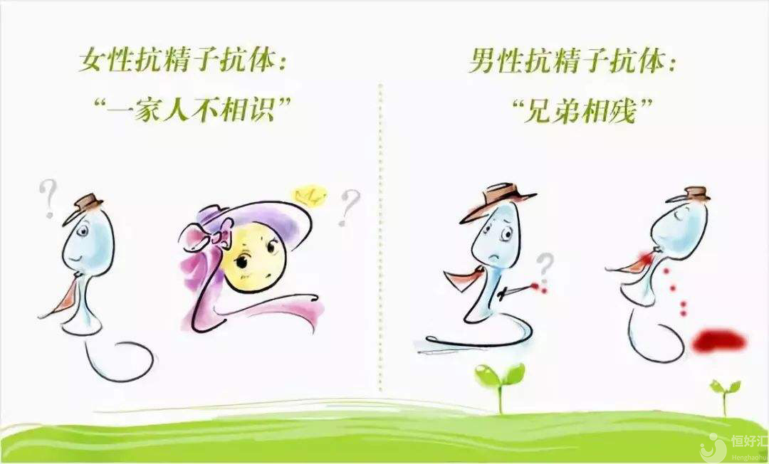 抗精子抗體，是精子的敵人還是朋友？