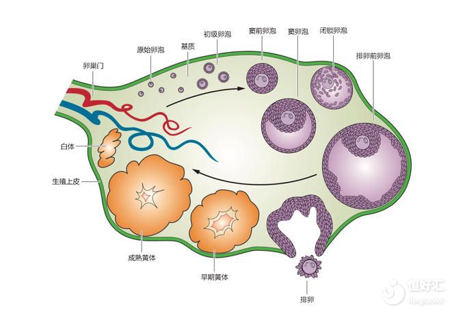 沒那么復(fù)雜，兩句話幫你概括竇卵泡的作用！