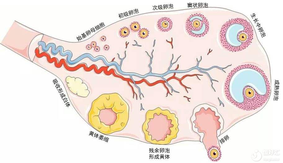 解密大時刻：竇卵泡是如何發育長大的？