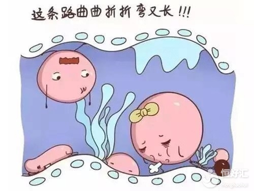 輸卵管積水不能治？假信息！