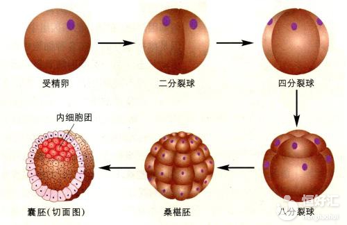 哪種類型的胚胎比較適合養囊？