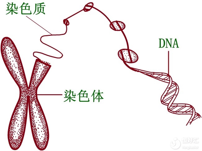 試管嬰兒技術(shù)能應(yīng)付染色體遺傳這種問(wèn)題嗎？