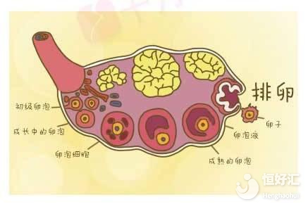 “高顏值”卵泡要怎么養(yǎng)出來？不看不知道！