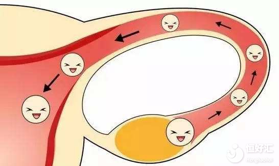 女人有兩根輸卵管，精子要怎么走才能遇到卵子？