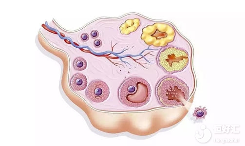 試管嬰兒為何出現(xiàn)空卵泡？廣州試管專家為大家解答