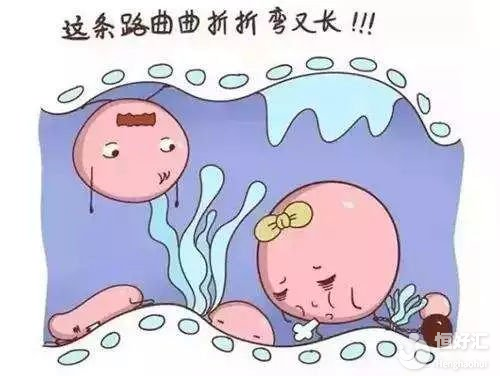 輸卵管積水