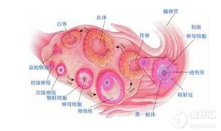 年輕女性的卵巢就一定很好嗎？醫(yī)生：不見得