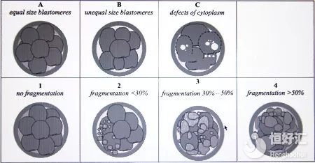關于試管胚胎質量的劃分，看這篇文章就夠了！