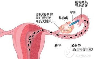 關(guān)于受精與受精卵的那些事兒，看完一目了然！