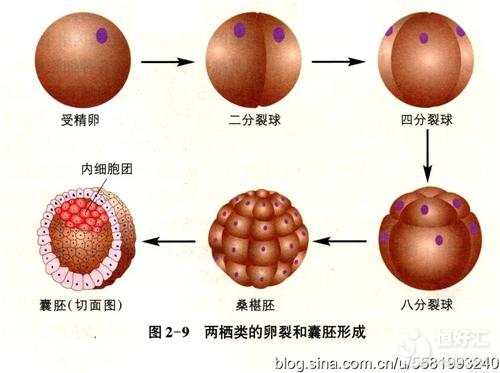 試管嬰兒移植囊胚的優勢，看完才知道是因為這些