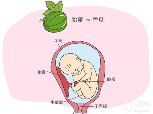 孕期抓住這3個生長期補充營養(yǎng)，你做到了嗎？