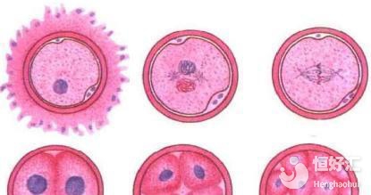 冷凍胚胎什么時(shí)候移植最好？這個(gè)時(shí)間段不可錯(cuò)過(guò)