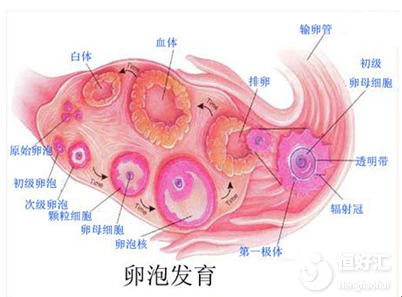 試管嬰兒治療的一大麻煩——促卵泡激素偏高