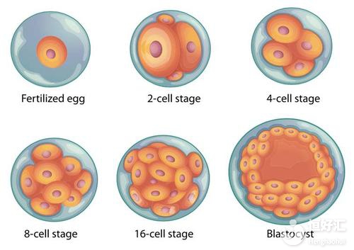 囊胚培養(yǎng)的優(yōu)點和缺點，或許與你了解的不一樣！