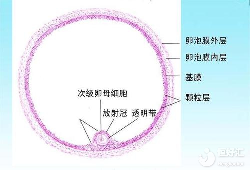 卵巢多囊樣改變是什么？會影響懷孕嗎？