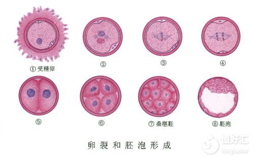 胚胎移植后陰道出血？醫生：別慌！也許是好消息