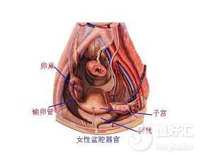 不知為何患上盆腔粘連?這幾點要引起重視