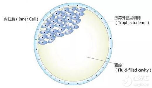  揭秘試管嬰兒養(yǎng)囊技術(shù)，或許跟你想象中不一樣