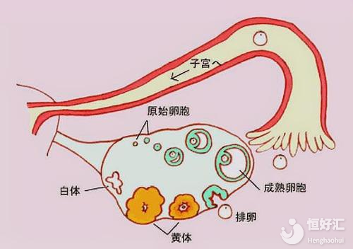 女性排卵期能排出多少卵子？又能存活多久？