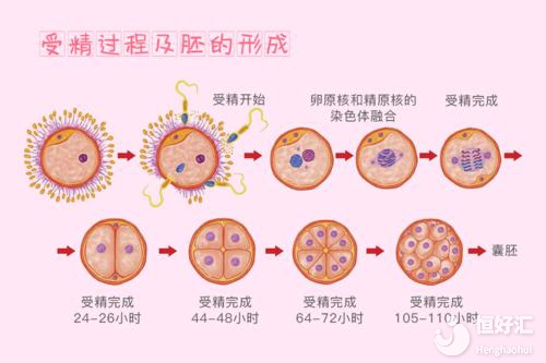 試管嬰兒胚胎發育過程，你不知道的還有這些