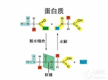 蛋白質在孕期起著重要作用，別再忽略了！