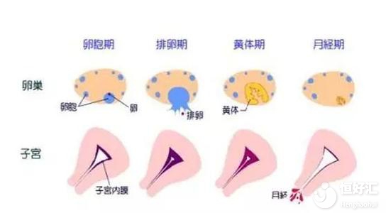 試管嬰兒促排失敗與它們有關，你都知道嗎？