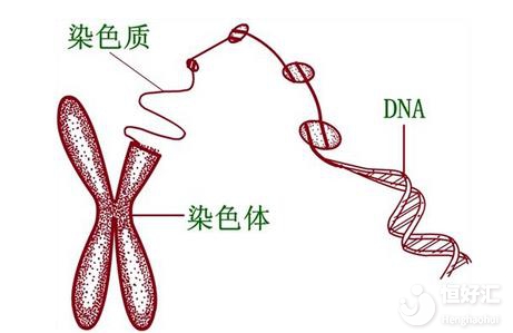 做三代試管嬰兒還會染色體異常嗎？別亂了陣腳