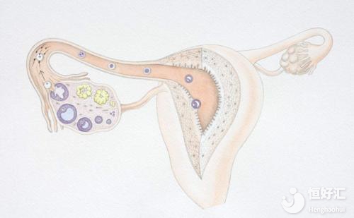 做試管可以這樣保養卵巢，明人不說暗話！