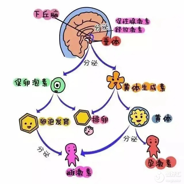 <strong>性激素六項為何如此重要，該怎么看？</strong>