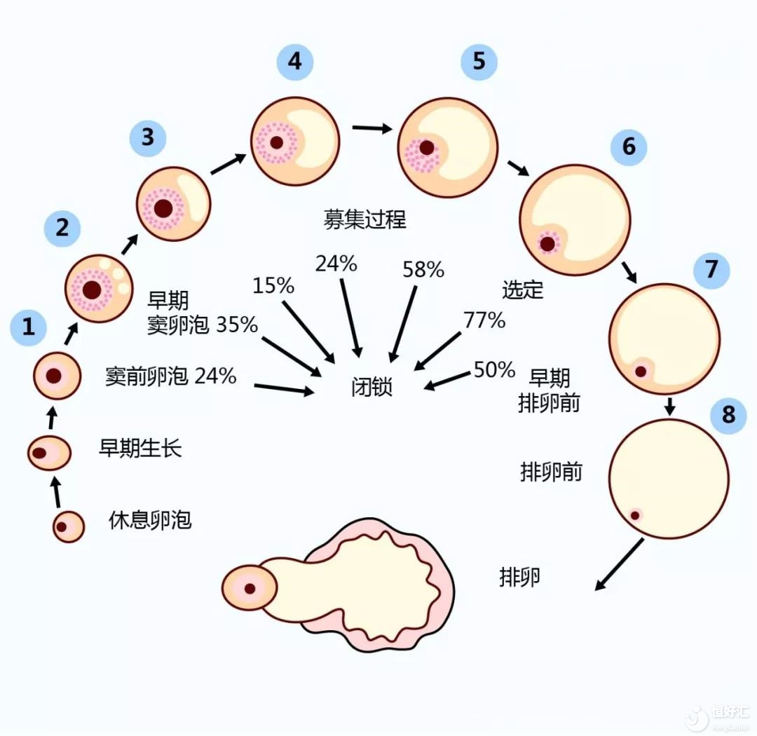 試管嬰兒進周是指的什么？進周后又如何進行保胎呢？