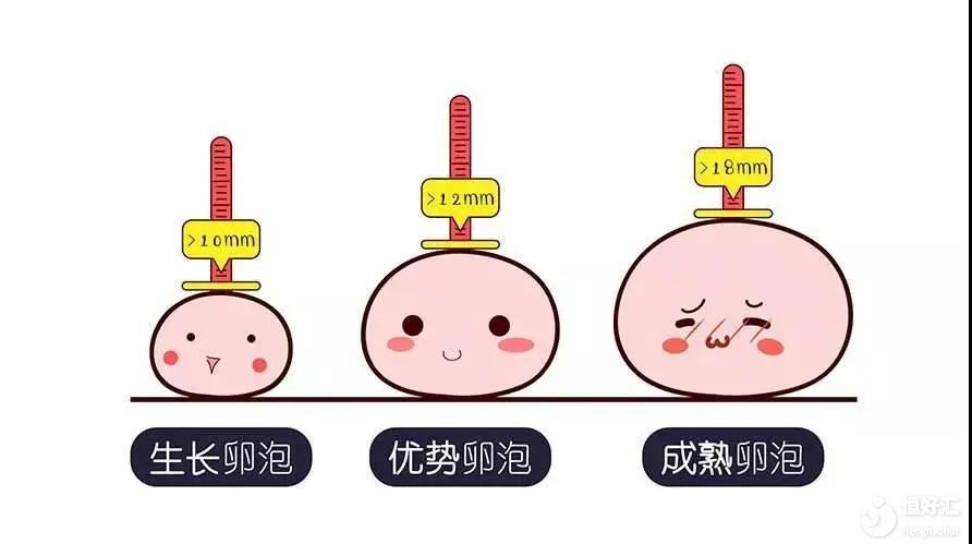 卵泡發育不良的7個原因？該怎么辦？