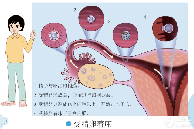 【試管知識】精卵結合形成受精卵需要多久？